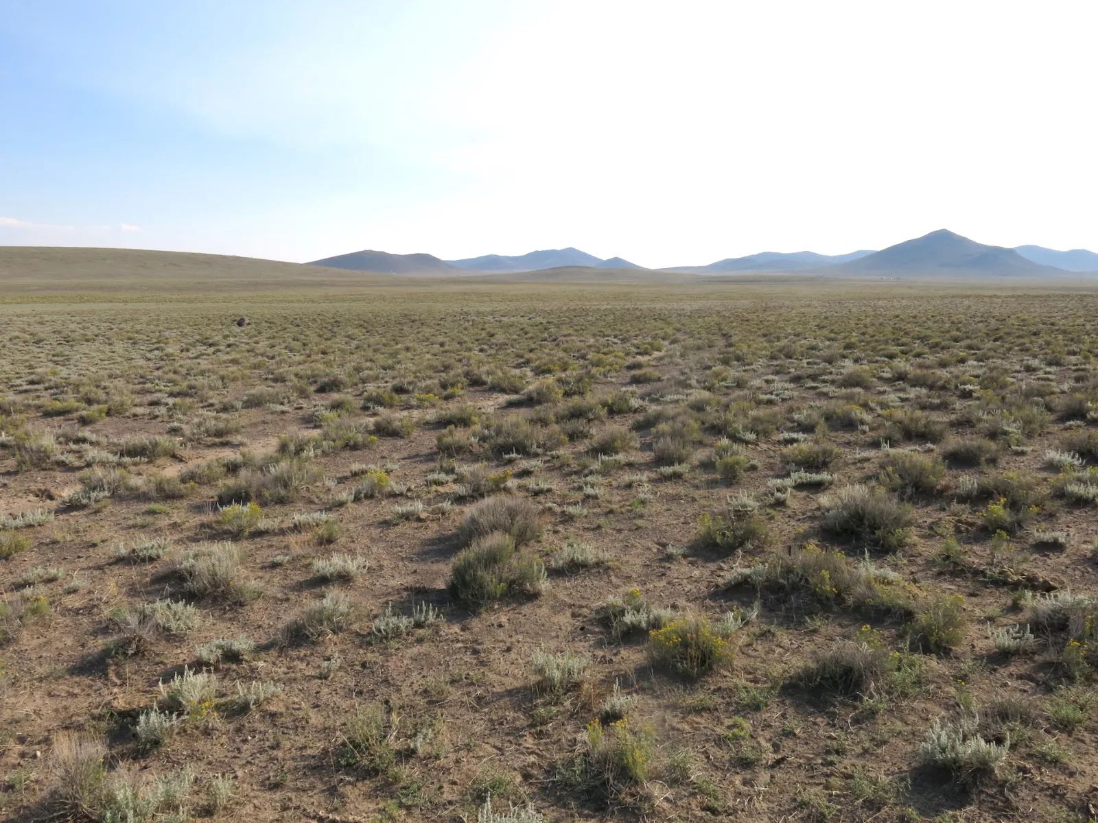 Open Range in Costilla County, CO