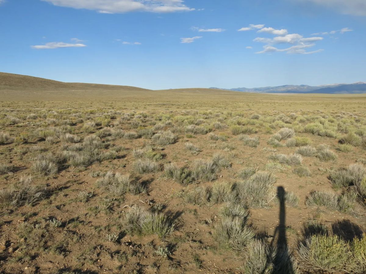 Decorative background for Open Range image 6