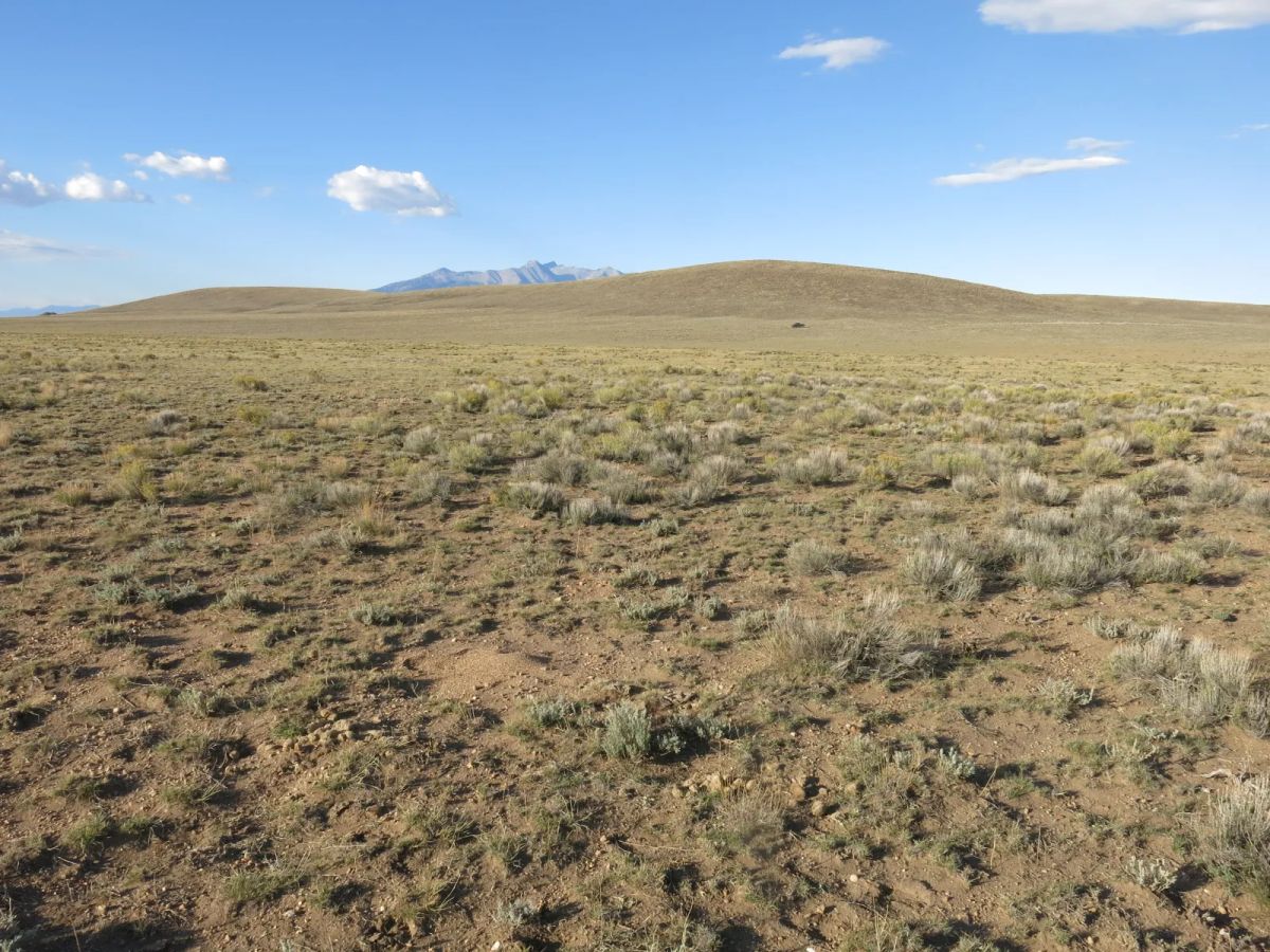 Decorative background for Open Range image 7