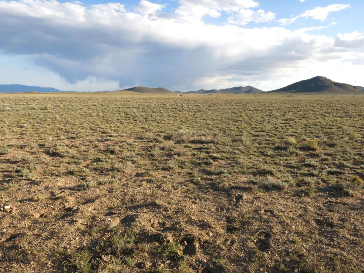 Decorative background for Open Range image 9