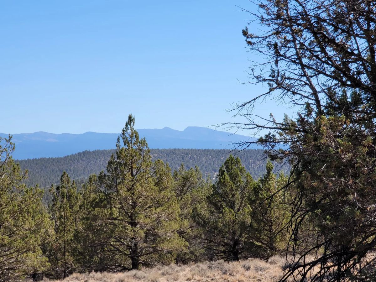 Decorative background for Near Modoc National Forest image 5