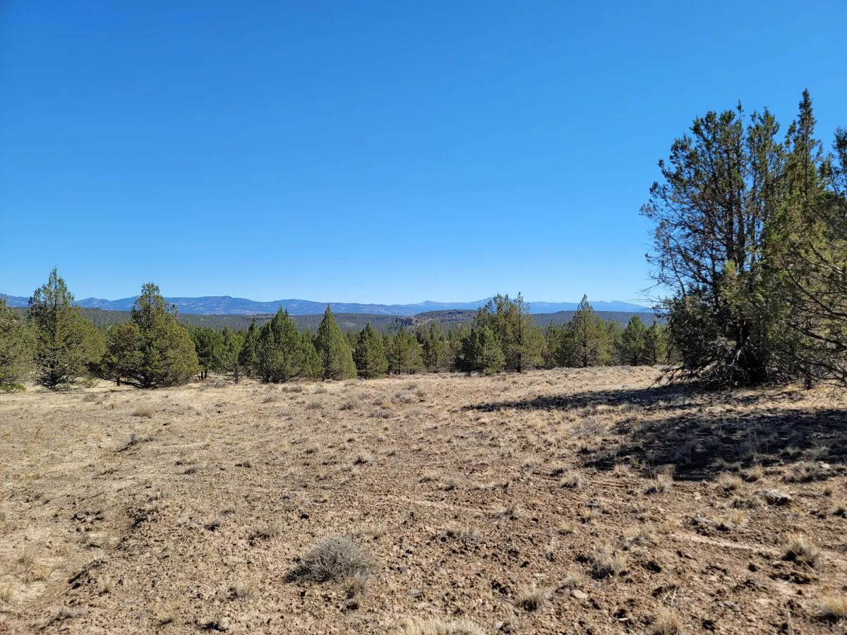 Decorative background for Near Modoc National Forest image 6