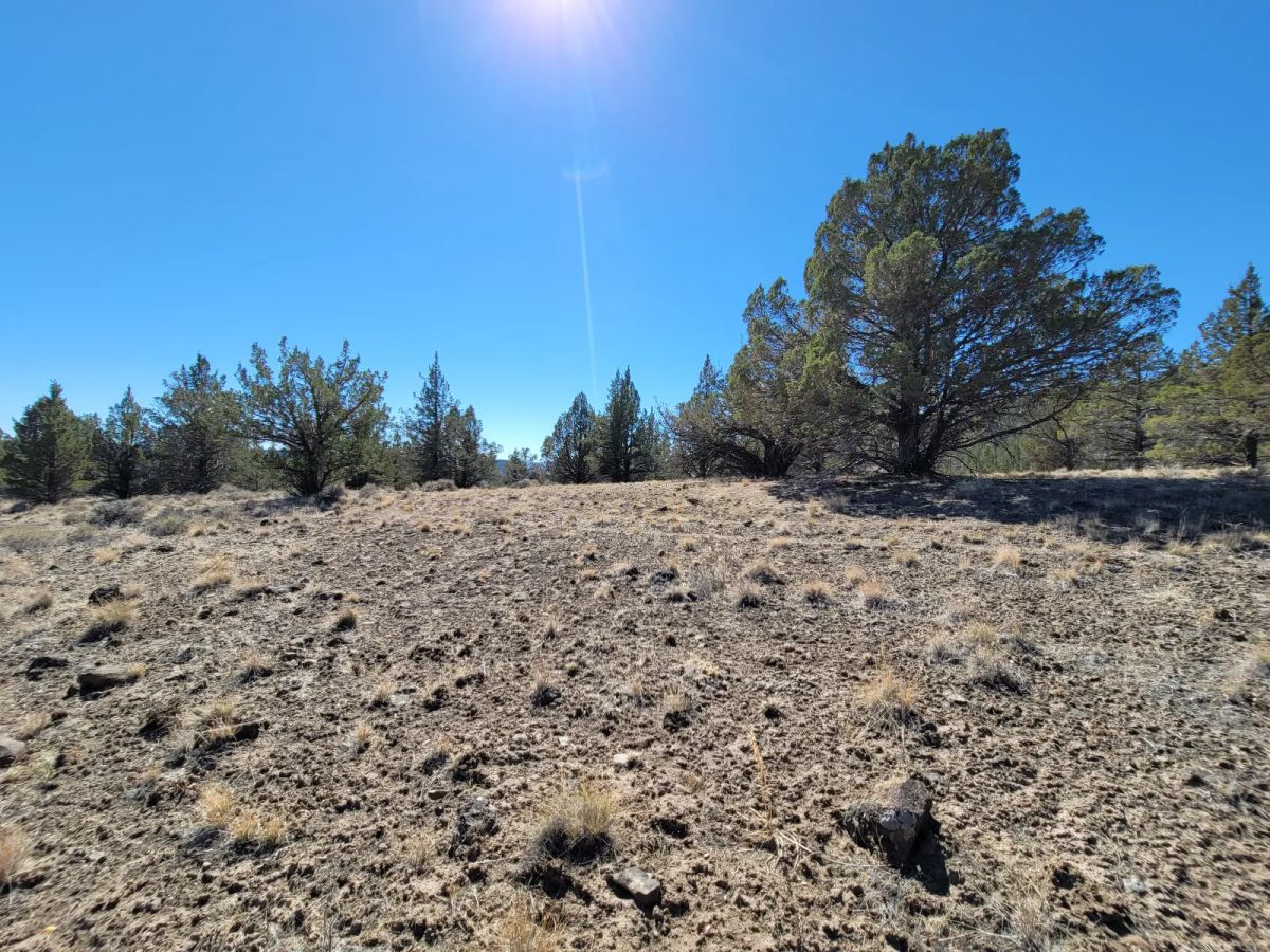 Decorative background for Near Modoc National Forest image 7