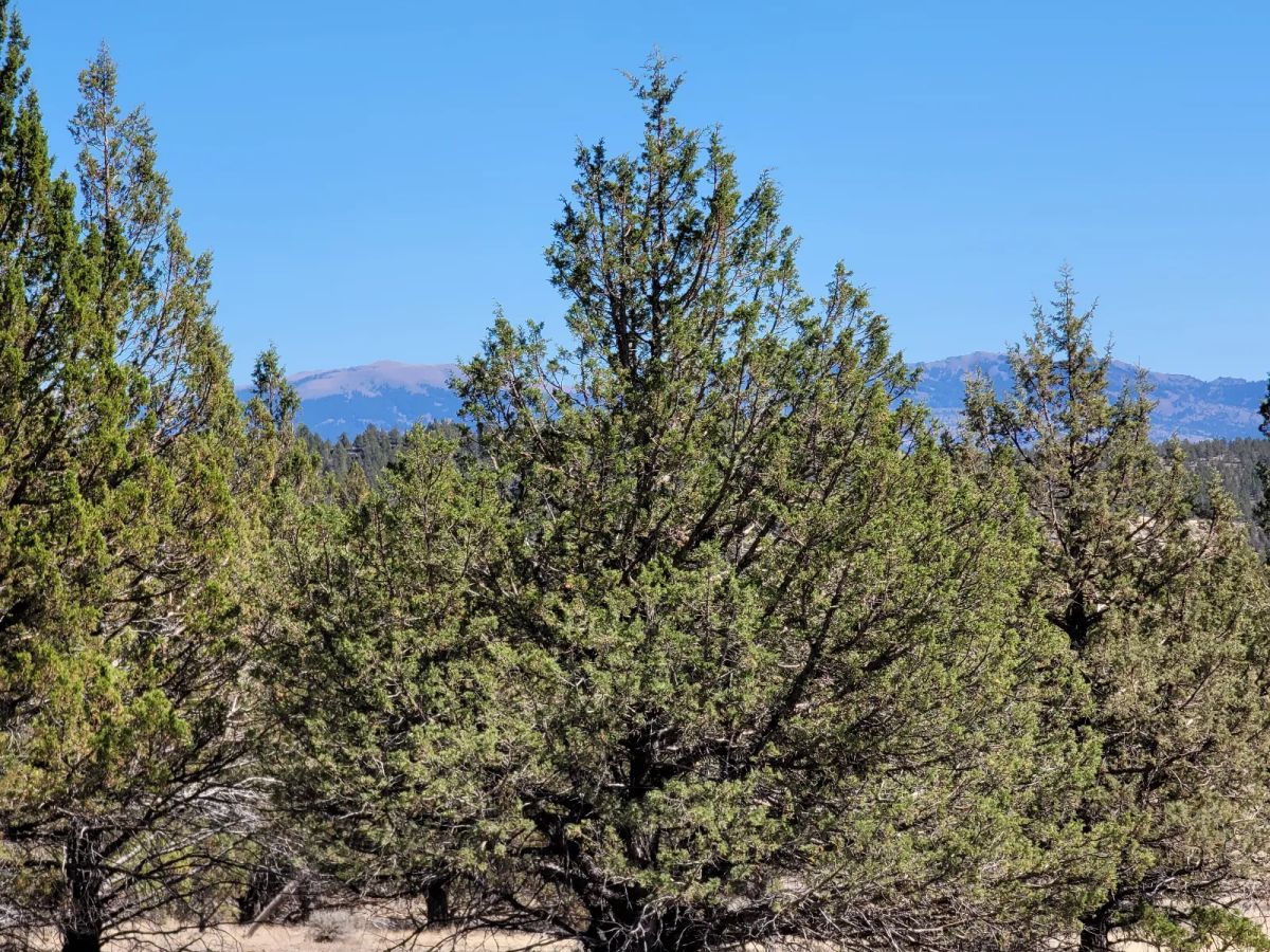 Decorative background for Near Modoc National Forest image 8