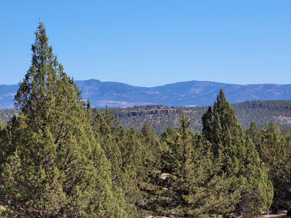 Decorative background for Near Modoc National Forest image 9