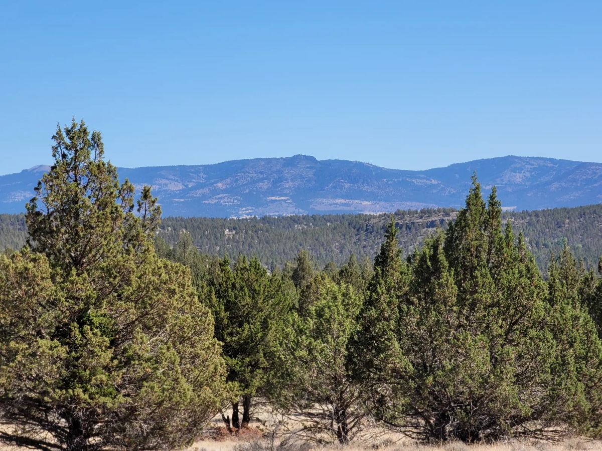 Decorative background for Near Modoc National Forest image 10