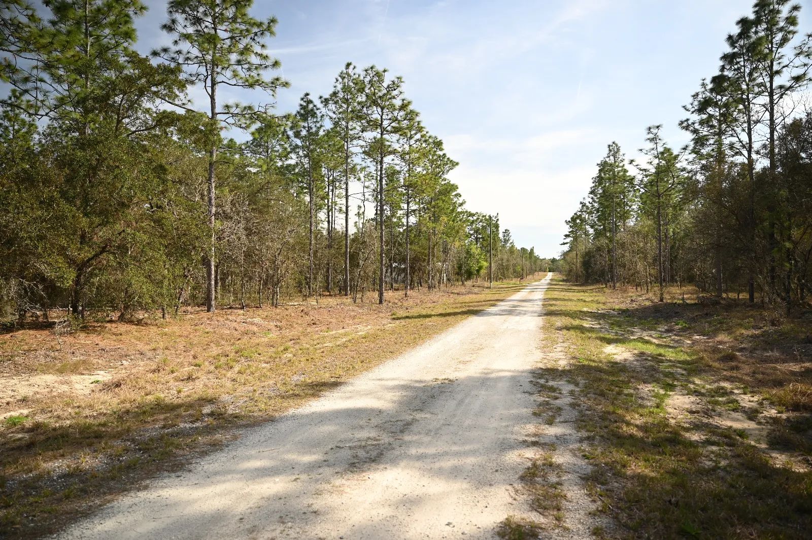 Mostly Wooded Property, Easy Access in Levy County, FL