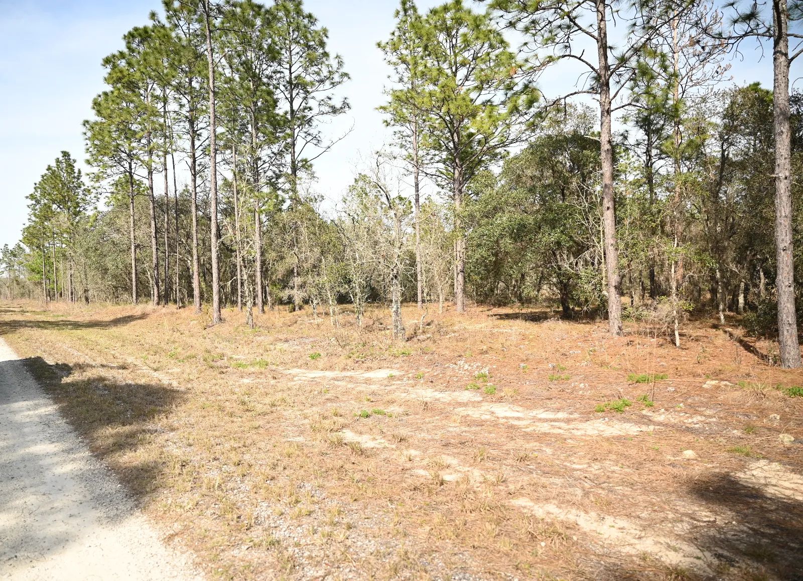 Mostly Wooded Property, Easy Access in Levy County, FL