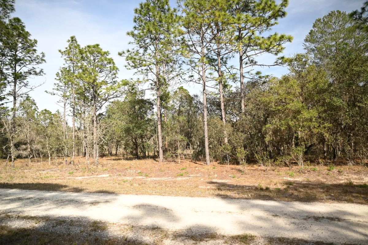 Mostly Wooded Property, Easy Access - Image 3