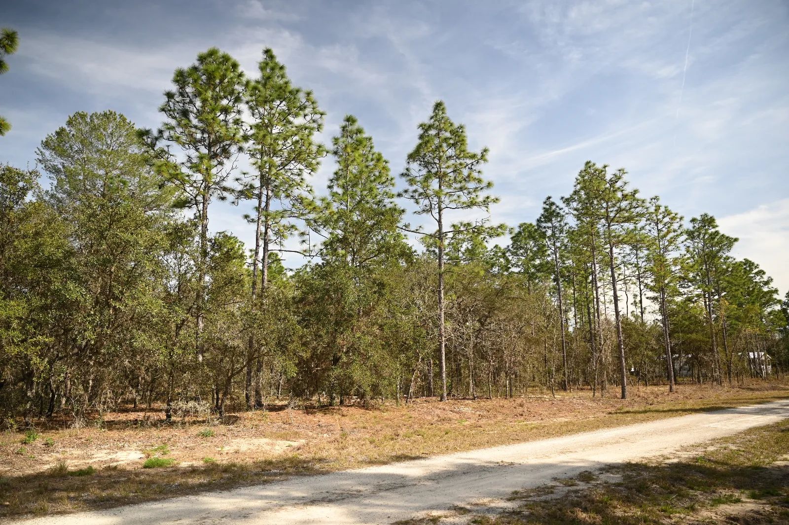 Mostly Wooded Property, Easy Access in Levy County, FL