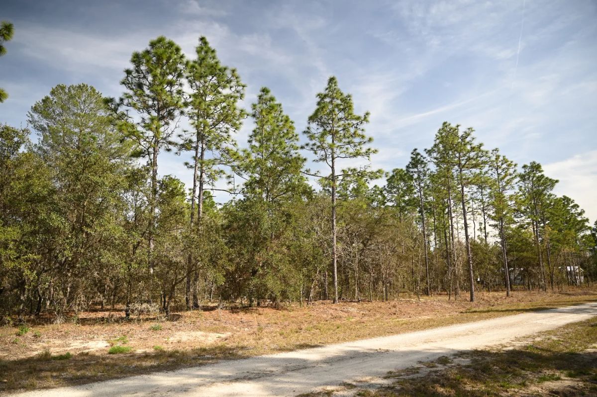 Mostly Wooded Property, Easy Access - Image 4