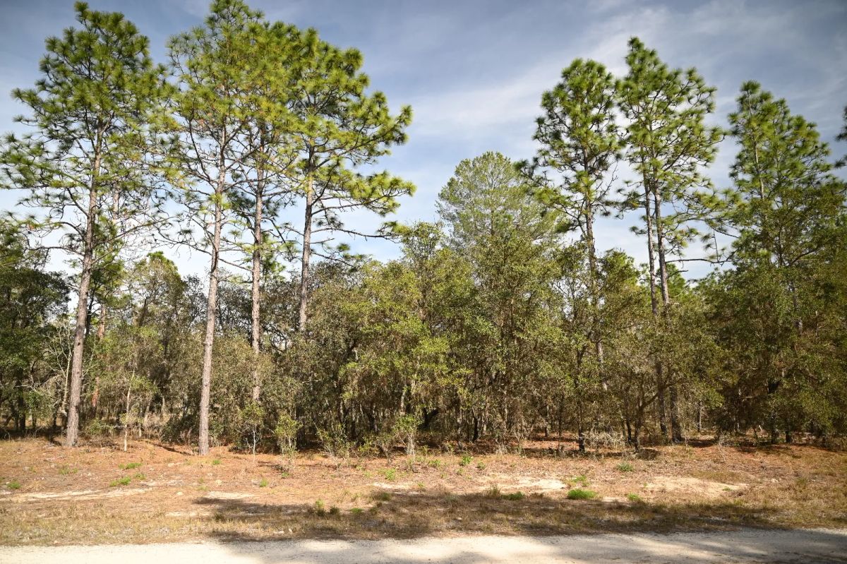 Decorative background for Mostly Wooded Property, Easy Access image 5