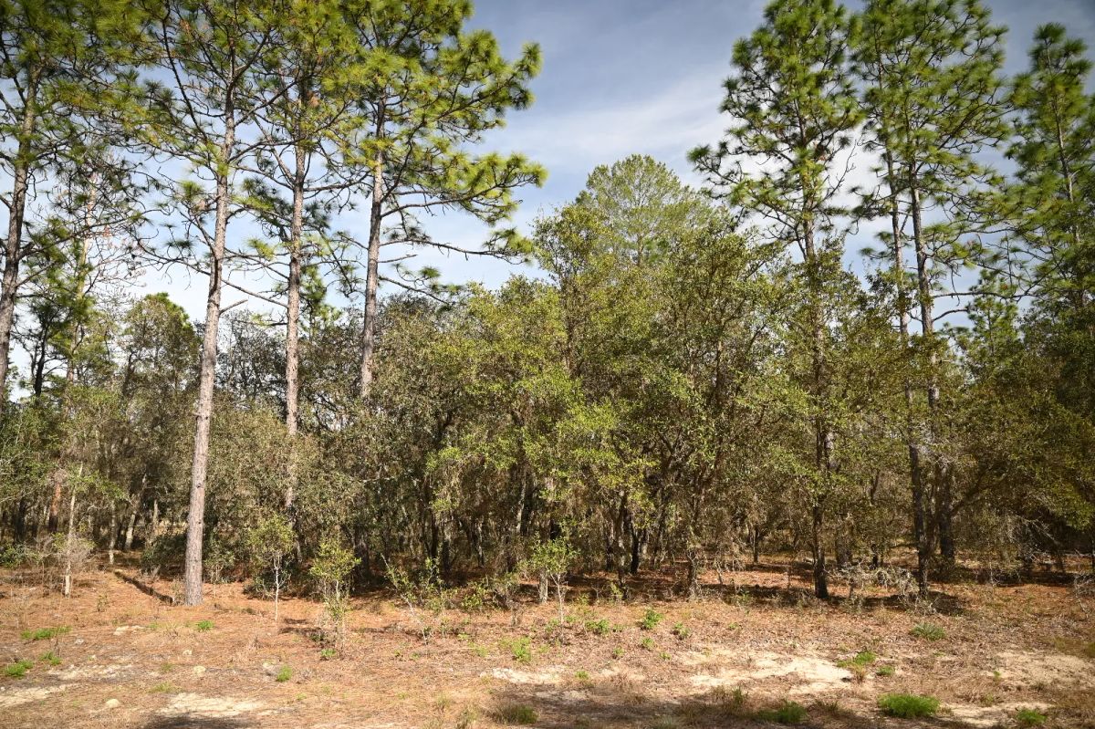 Decorative background for Mostly Wooded Property, Easy Access image 8