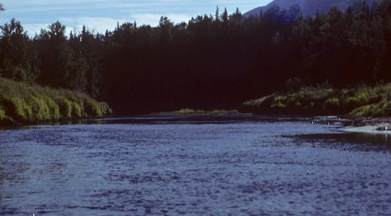 Near Wien Lake in Fairbanks North Star County, AK