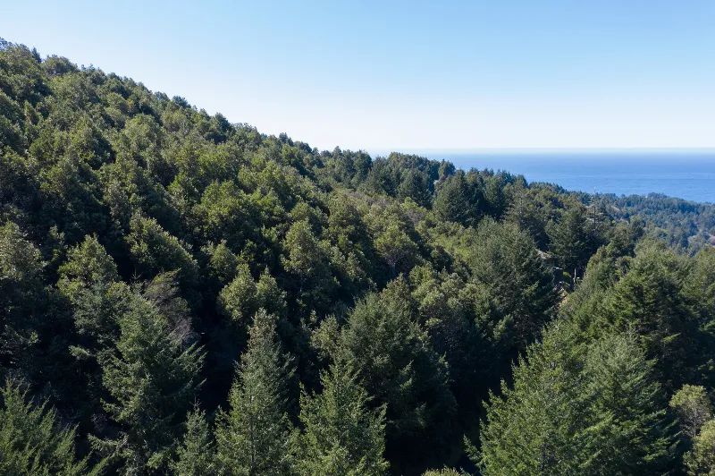 Solid Tree Cover, Great Elevation for Views - Main image