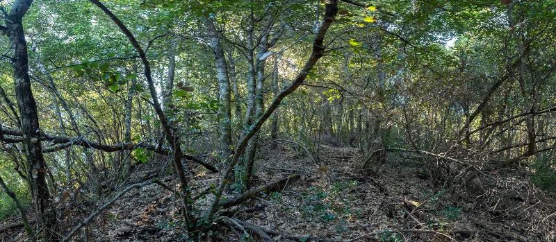 Solid Tree Cover, Great Elevation for Views - Image 3