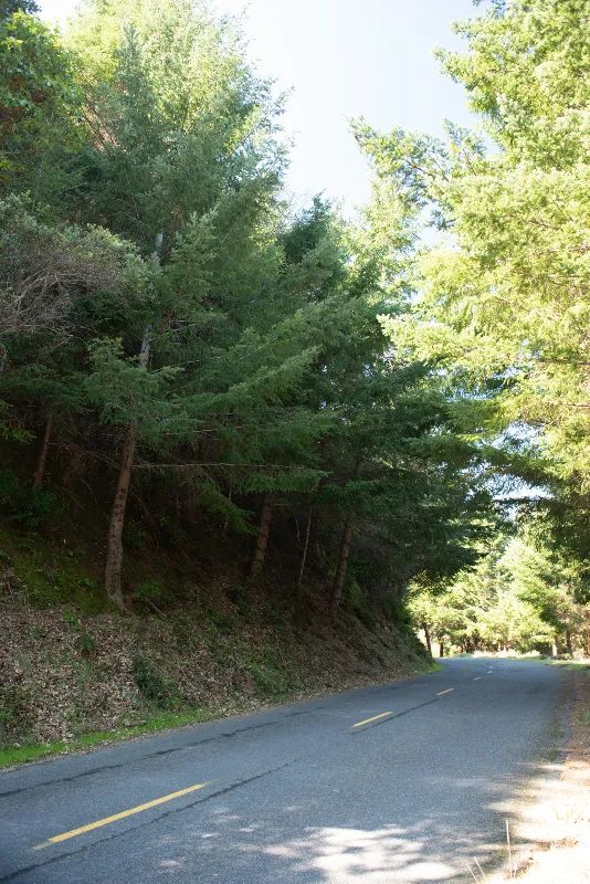 Decorative background for Solid Tree Cover, Great Elevation for Views image 5
