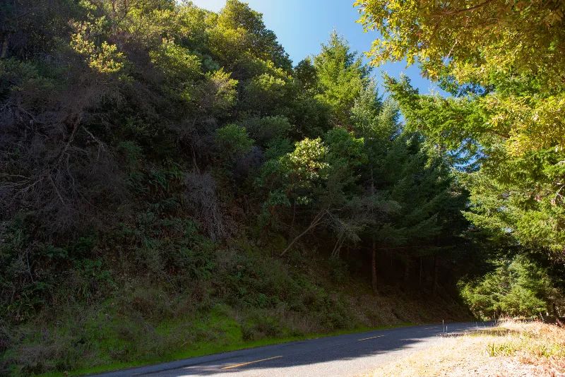 Decorative background for Solid Tree Cover, Great Elevation for Views image 6