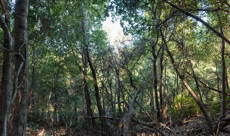 Decorative background for Solid Tree Cover, Great Elevation for Views image 7