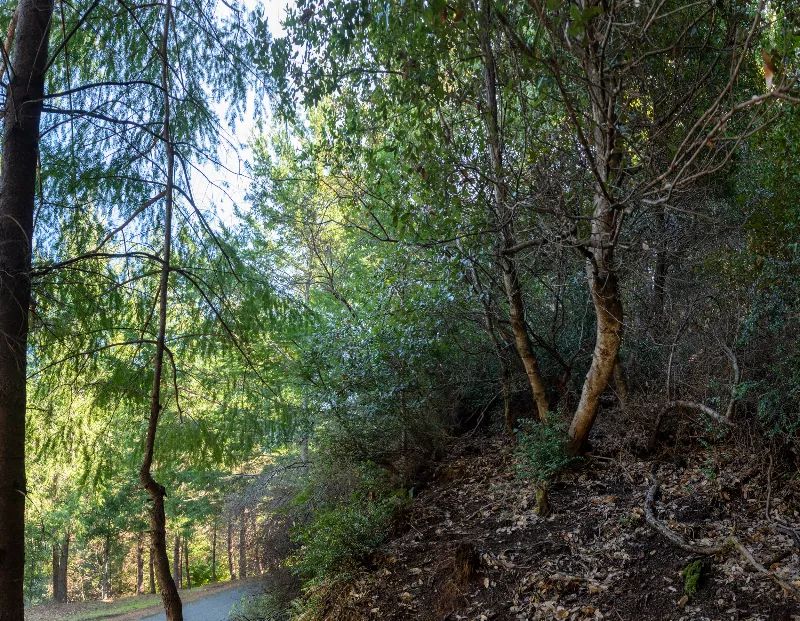 Decorative background for Solid Tree Cover, Great Elevation for Views image 8