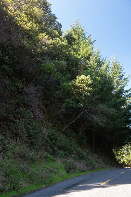 Decorative background for Solid Tree Cover, Great Elevation for Views image 9