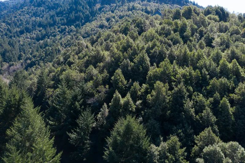 Decorative background for Solid Tree Cover, Great Elevation for Views image 10