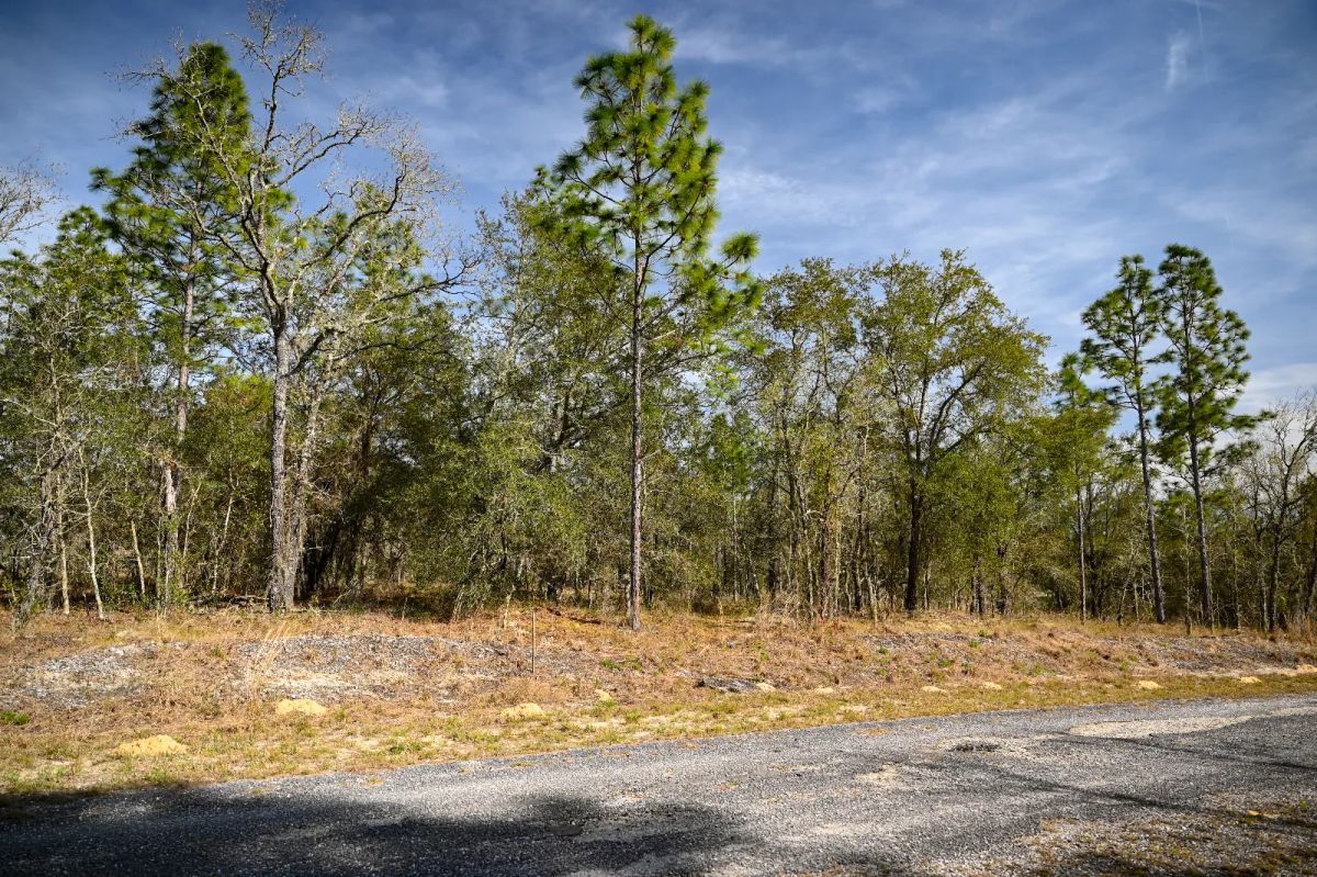 Decorative background for Quiet Area, Sunny Florida image 5