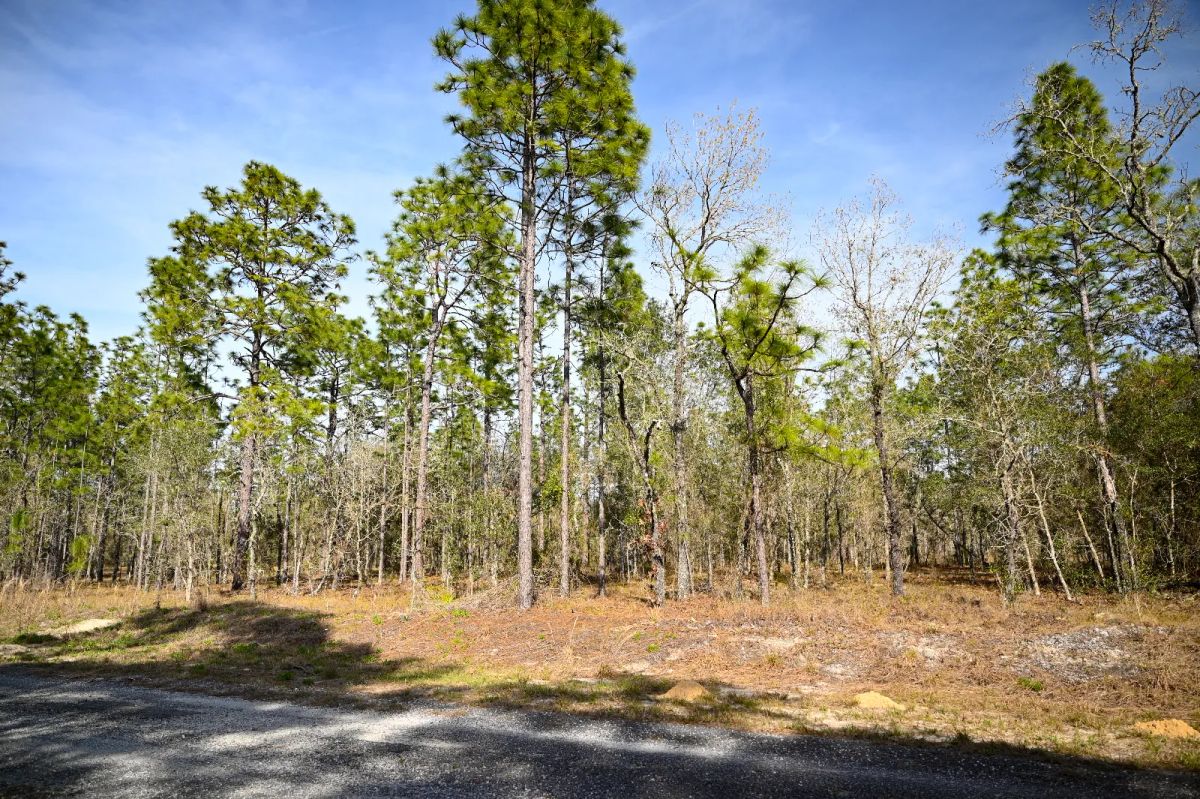Decorative background for Quiet Area, Sunny Florida image 6