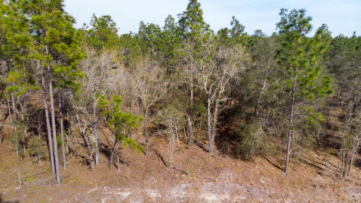 Decorative background for Quiet Area, Sunny Florida image 9