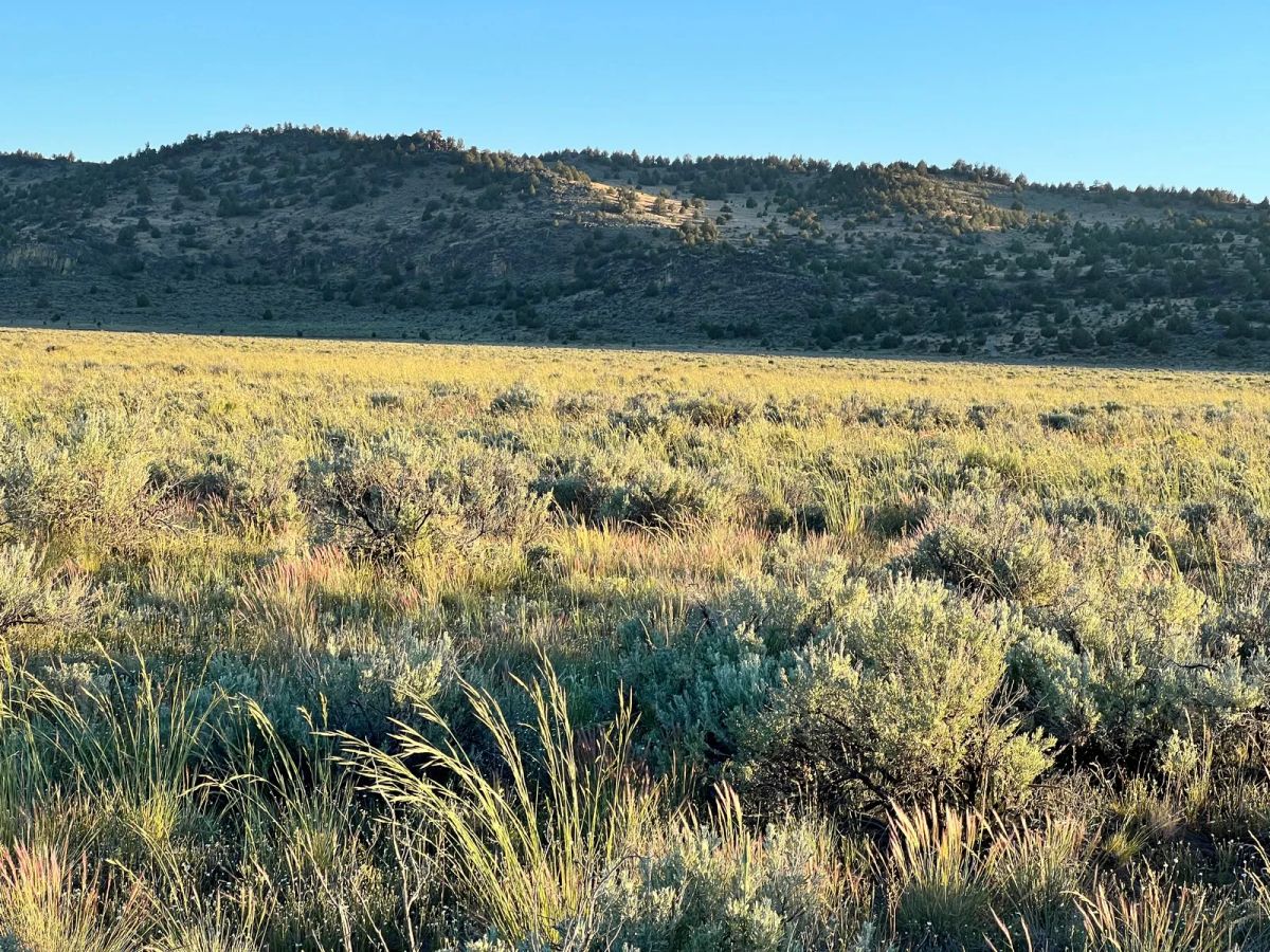 Decorative background for Remote Area Moon Valley Ranch image 6
