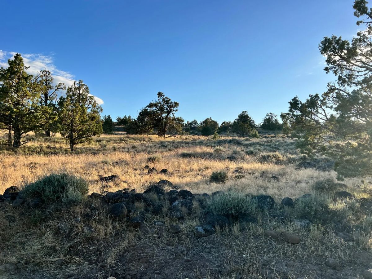 Decorative background for Level Property with Trees near town of Dorris image 6