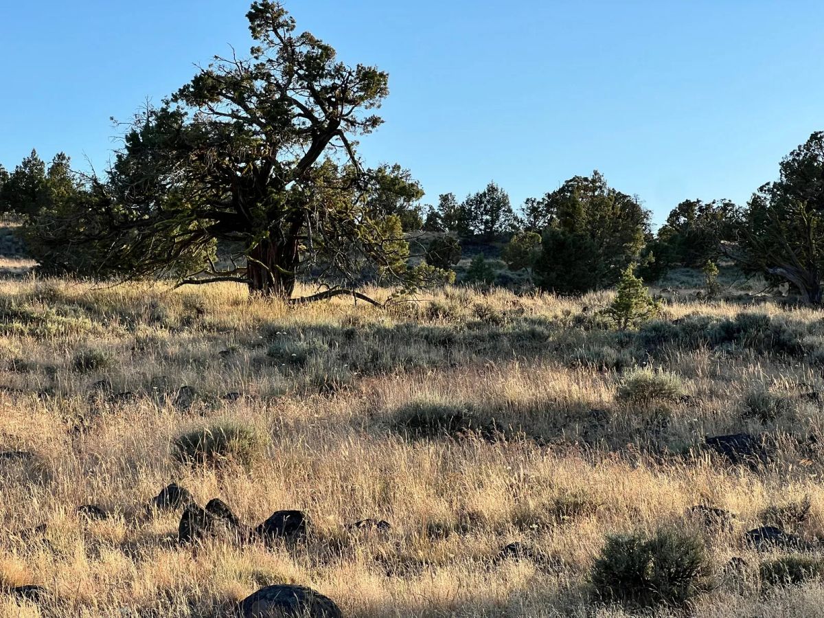 Decorative background for Level Property with Trees near town of Dorris image 7