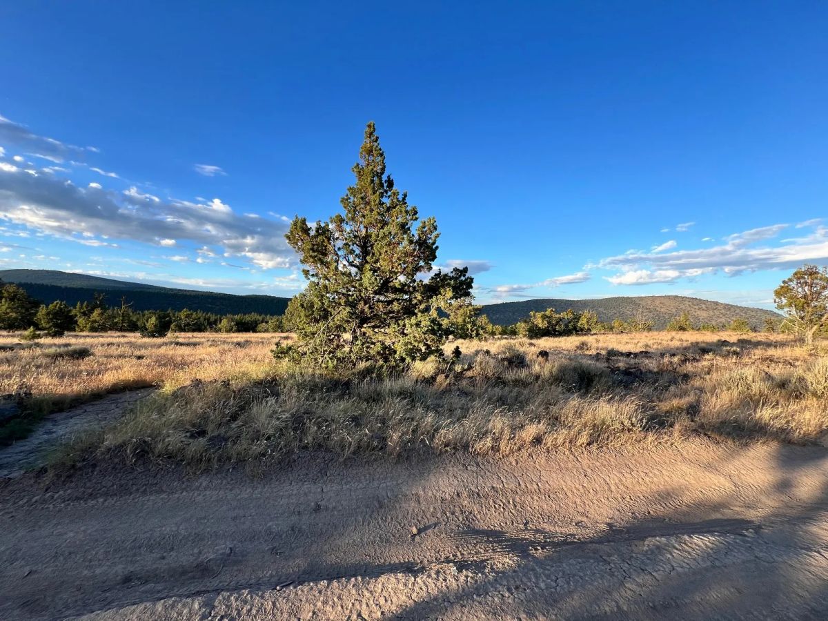 Decorative background for Level Property with Trees near town of Dorris image 8