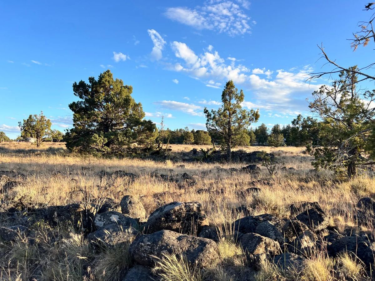 Decorative background for Level Property with Trees near town of Dorris image 9