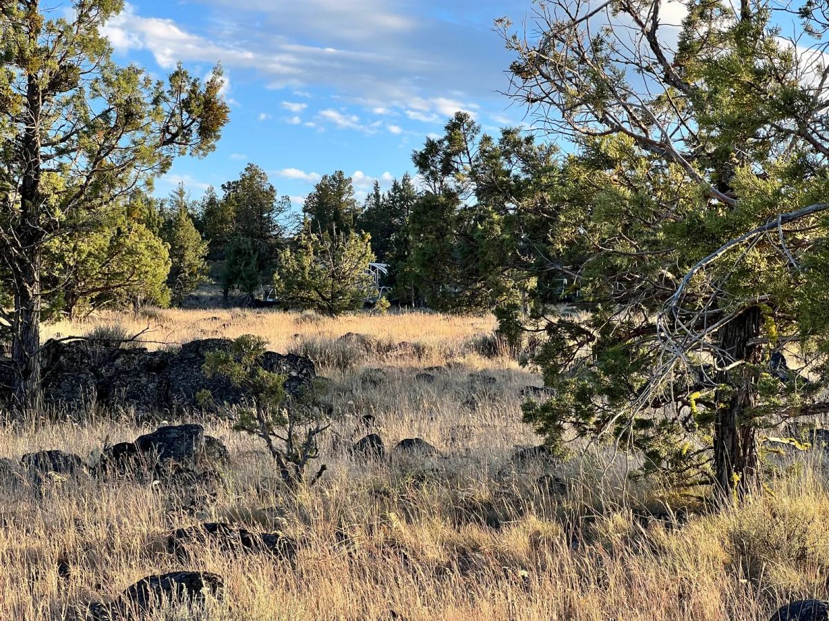 Decorative background for Level Property with Trees near town of Dorris image 10