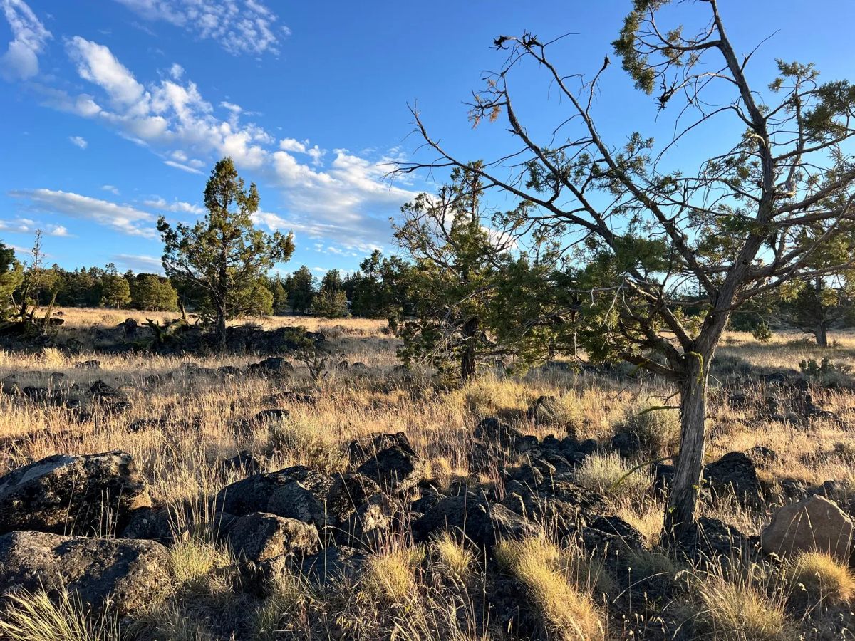 Decorative background for Level Property with Trees near town of Dorris image 11