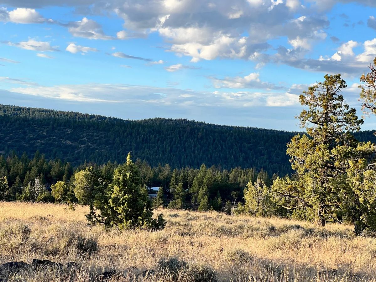 Decorative background for Level Property with Trees near town of Dorris image 14