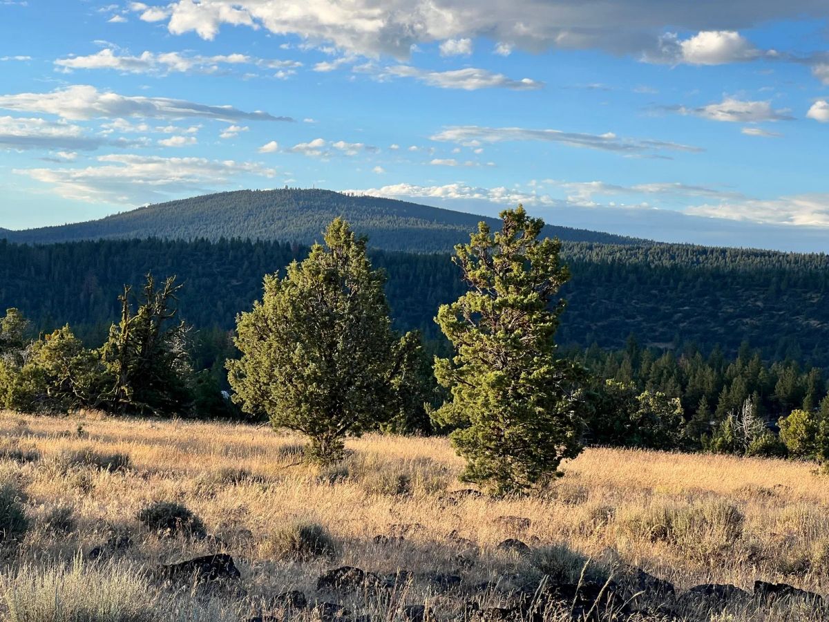 Decorative background for Level Property with Trees near town of Dorris image 15