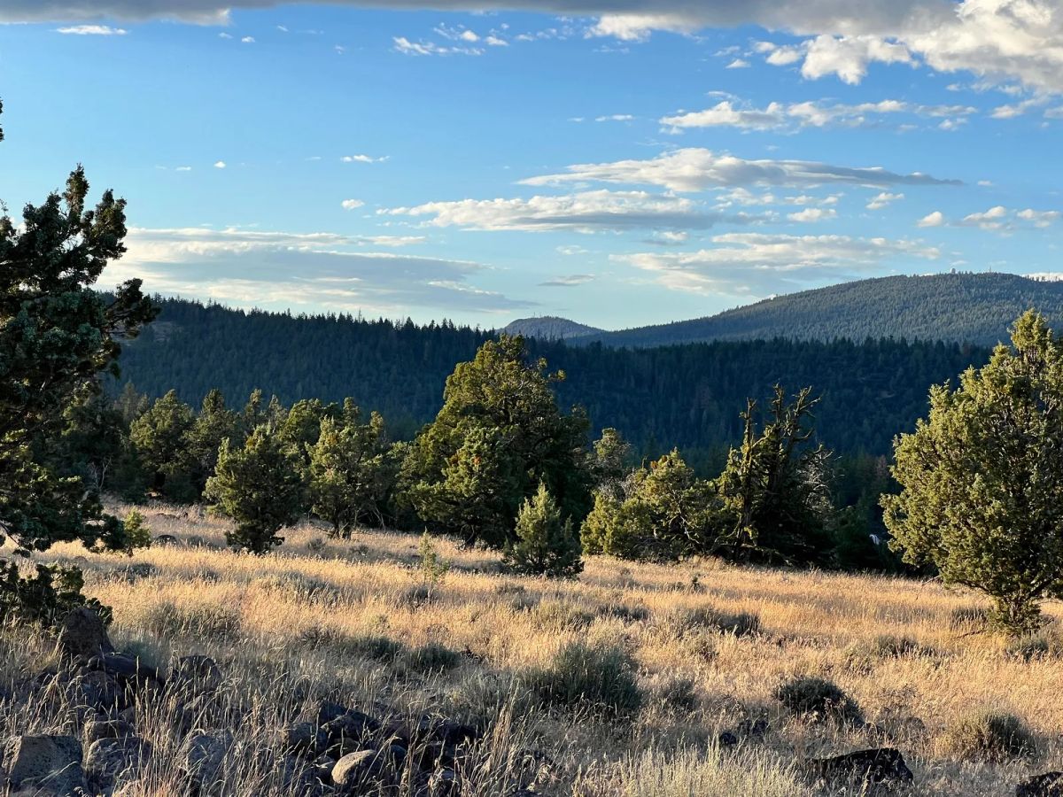 Decorative background for Level Property with Trees near town of Dorris image 16