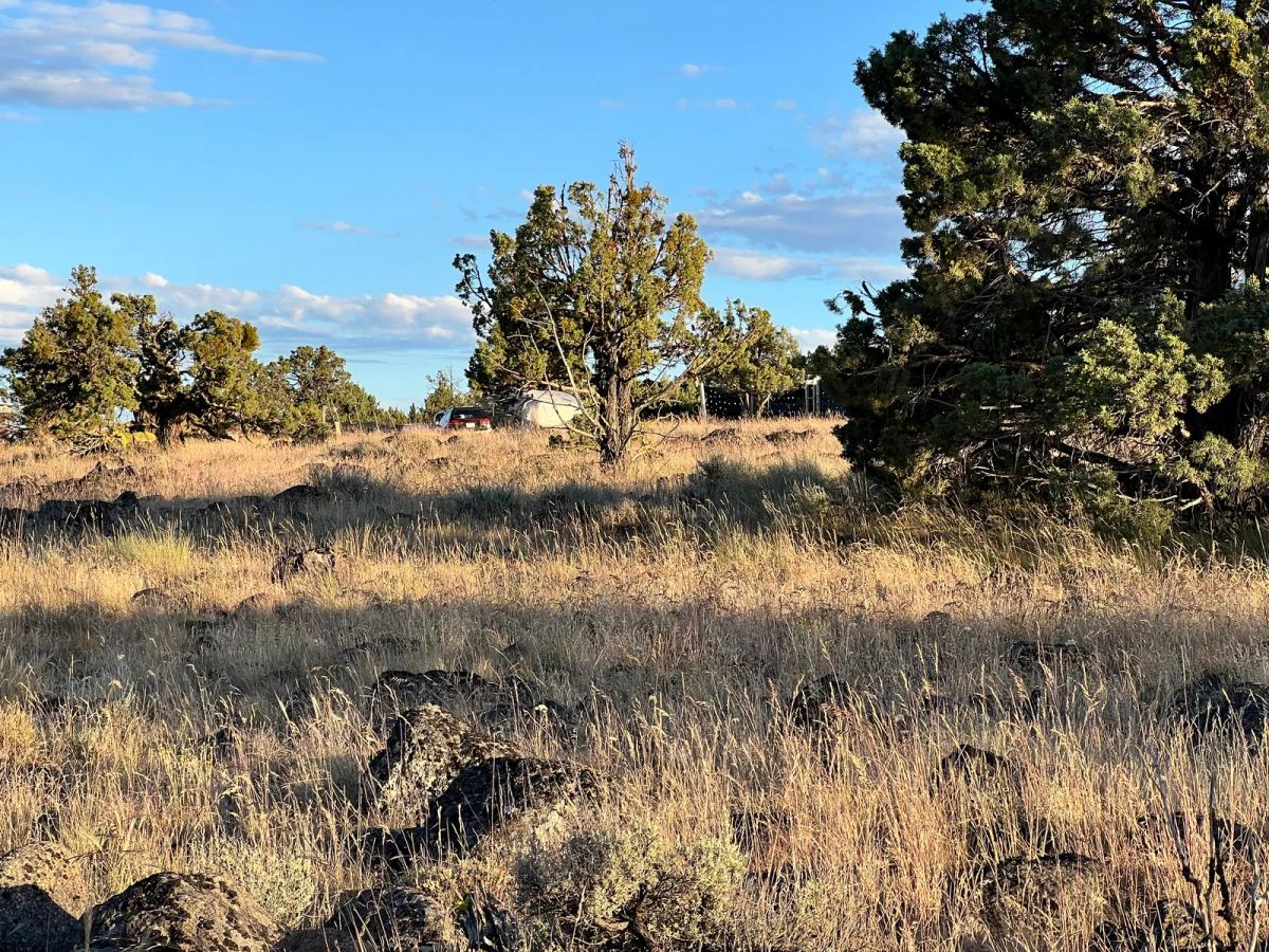 Decorative background for Level Property with Trees near town of Dorris image 18