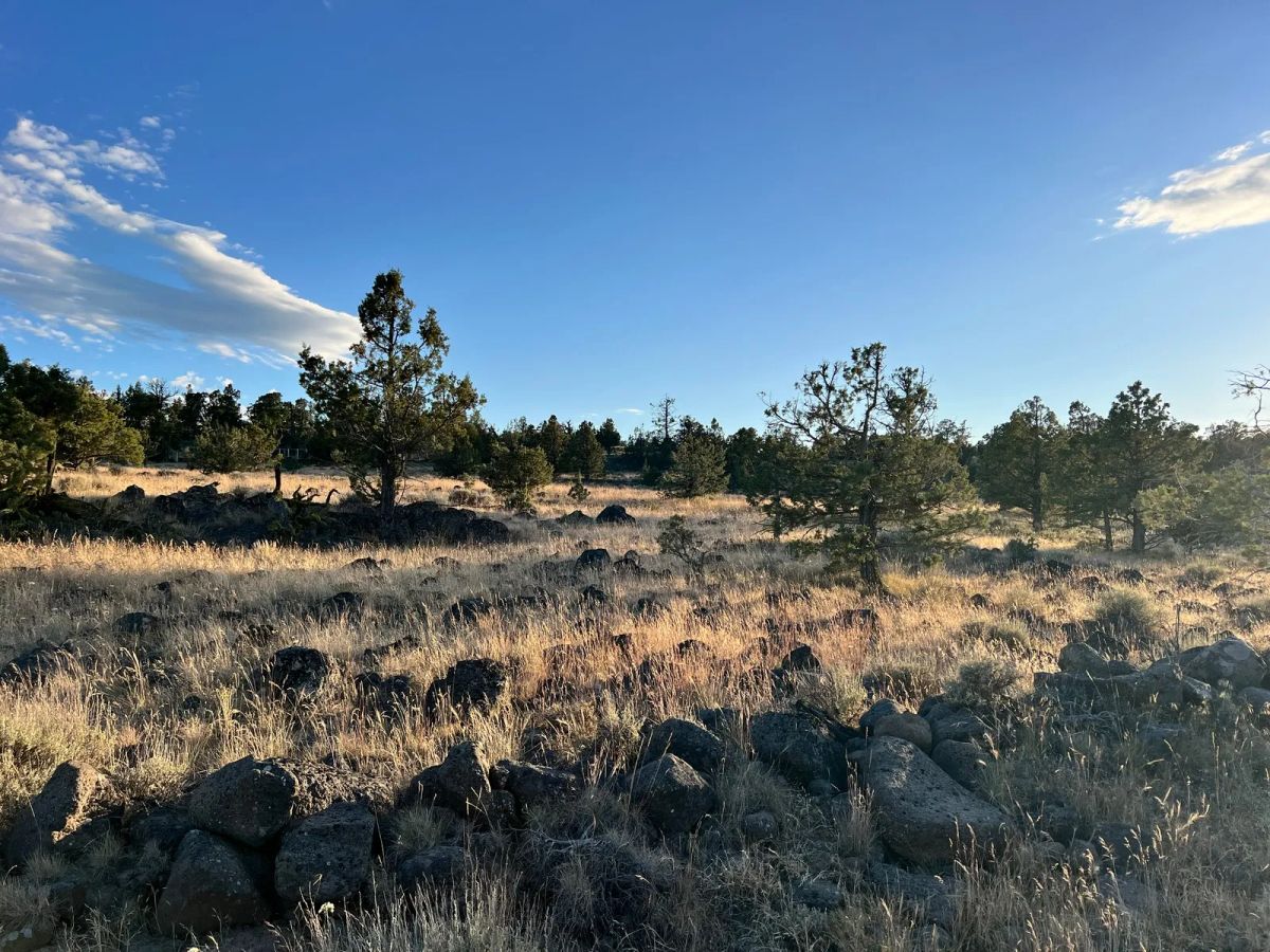 Decorative background for Level Property with Trees near town of Dorris image 19