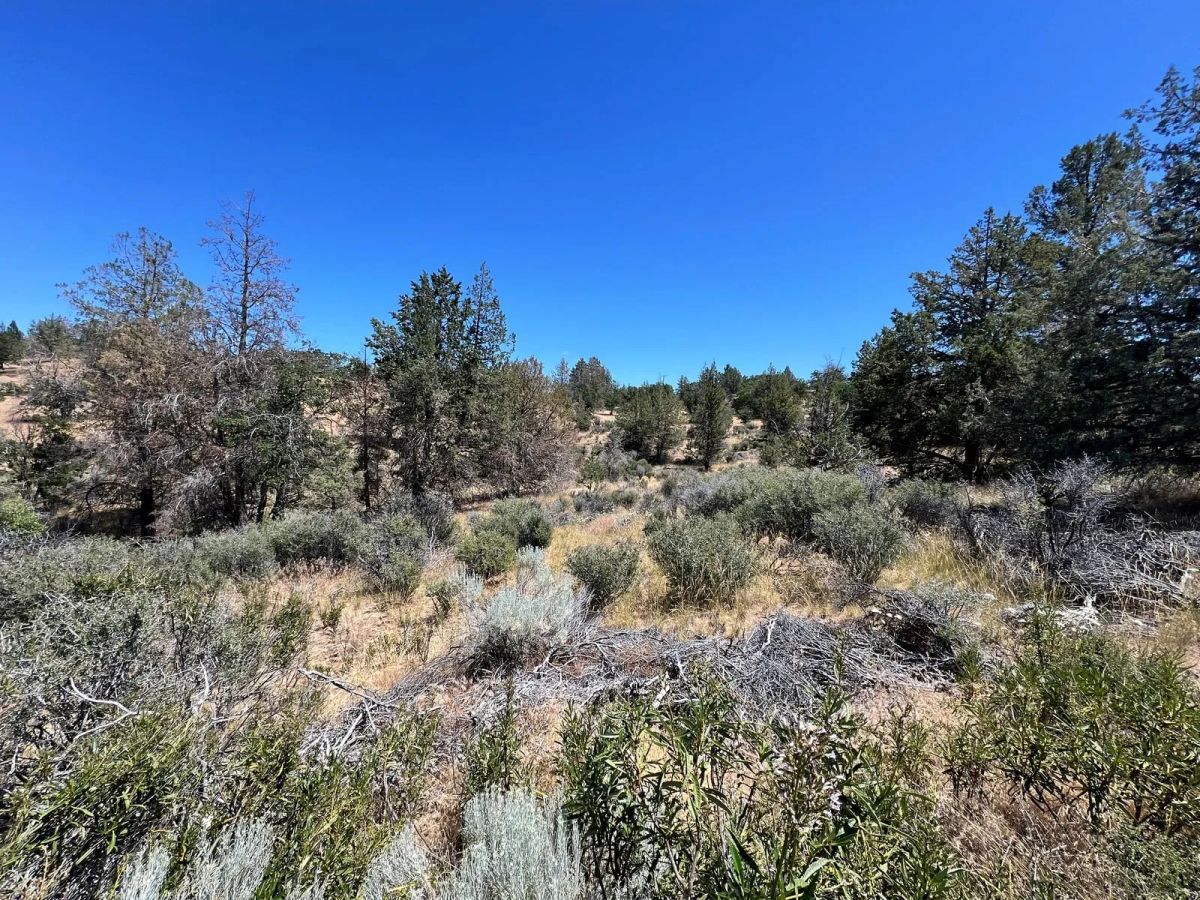 Decorative background for Corner Property near Klamath River image 9