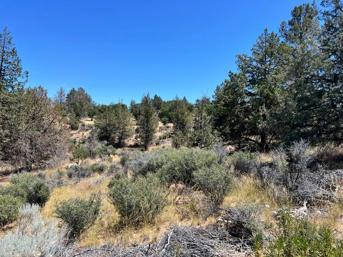 Decorative background for Corner Property near Klamath River image 10