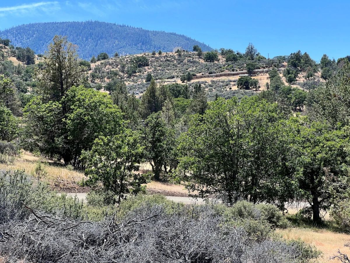 Decorative background for Corner Property near Klamath River image 11
