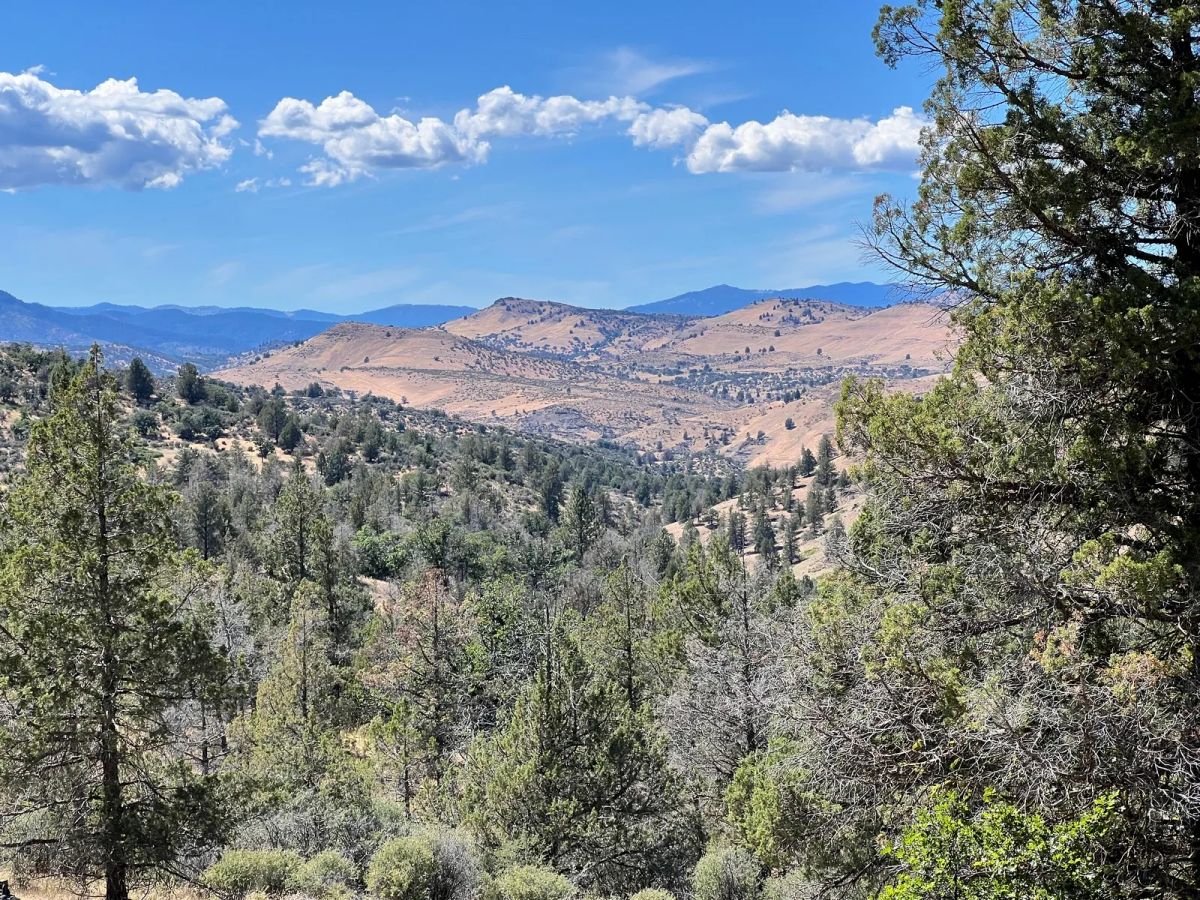Decorative background for Mostly Treed Property near town of Hornbrook CA image 6