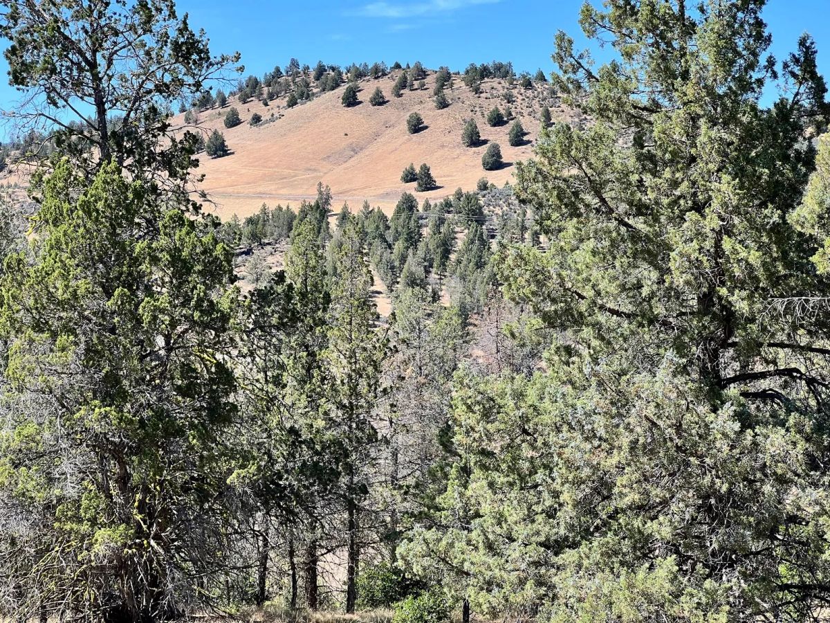 Decorative background for Mostly Treed Property near town of Hornbrook CA image 7