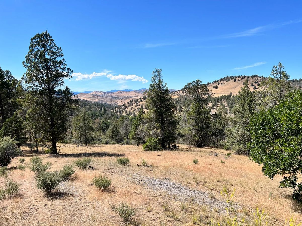 Decorative background for Mostly Treed Property near town of Hornbrook CA image 8