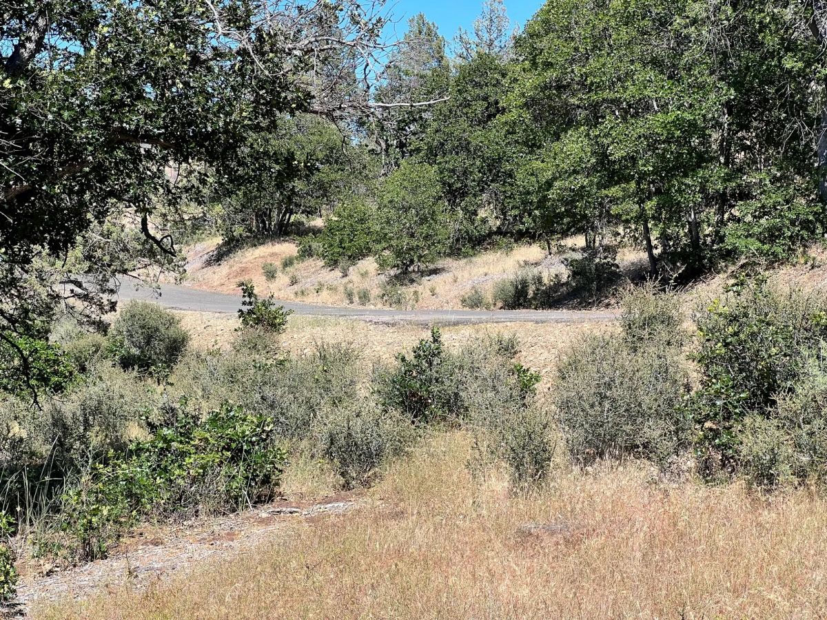 Decorative background for Mostly Treed Property near town of Hornbrook CA image 9