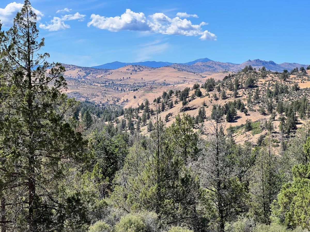 Decorative background for Mostly Treed Property near town of Hornbrook CA image 10