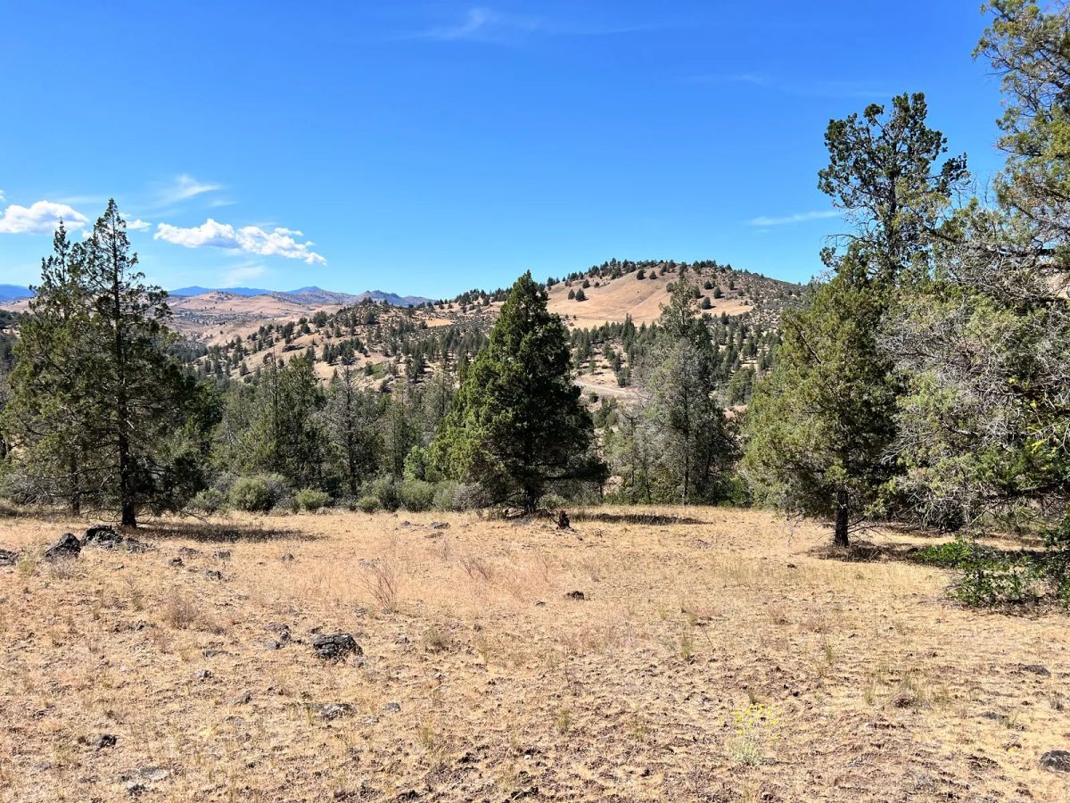 Decorative background for Mostly Treed Property near town of Hornbrook CA image 11